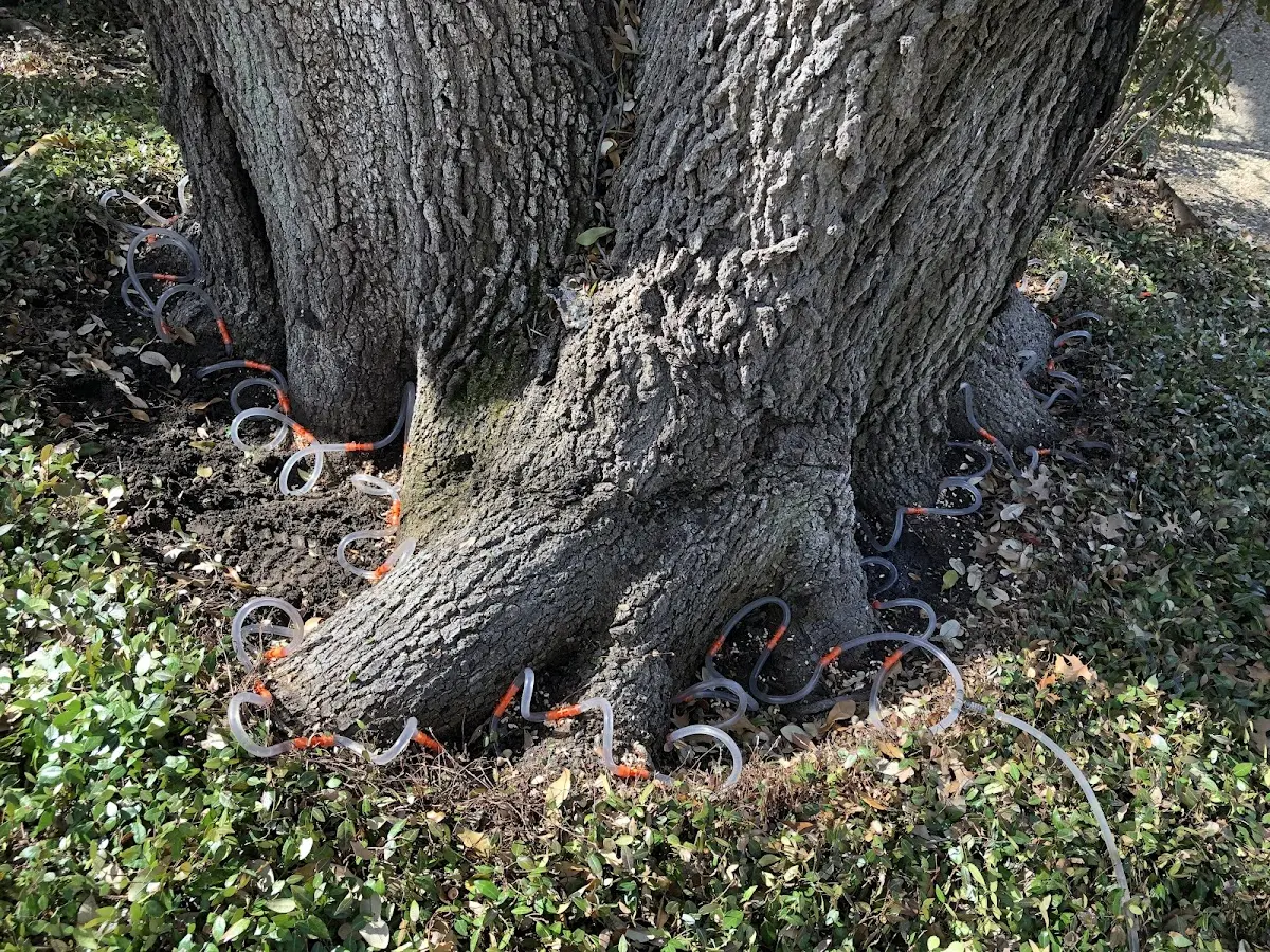 Detailed Tree Cabling and Bracing job site in Des Arc