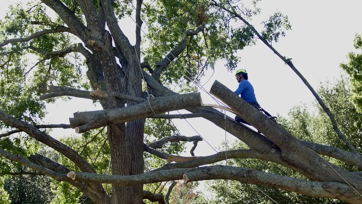 Professional Hazardous Tree Removal performed by certified arborists in Des Arc