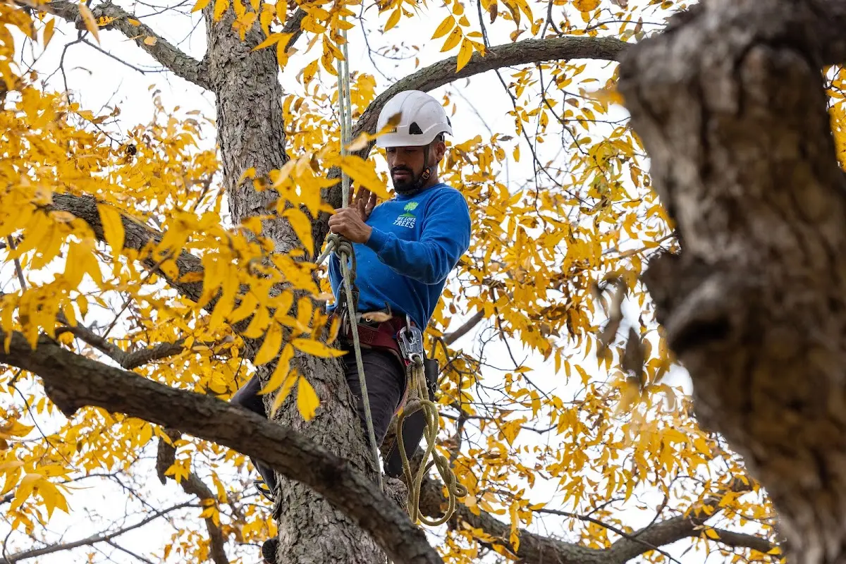Skilled Tree Trimming crew working in Des Arc