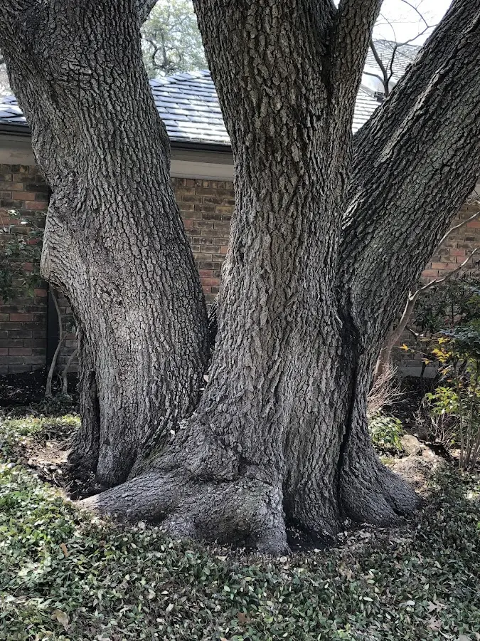 Mature heritage tree close to a Des Arc property cared for by certified arborists